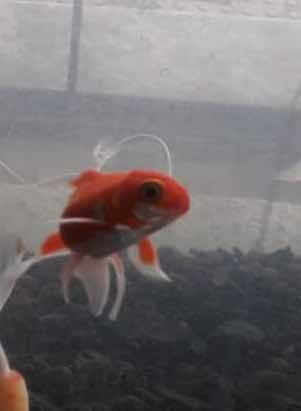 Peces De Agua Fria Y Tropicales Y Gran Variedad De Peceras