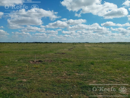 Imagen 4 de 26 de Chacra En Venta En San Nicolas De Los Arroyos - Plantación De Nuez Pecan En Producción