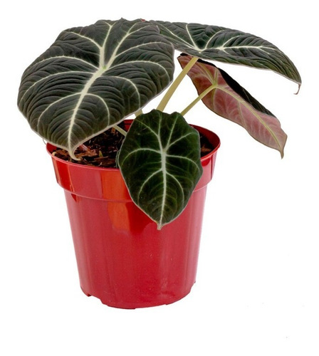 Planta De Interior Alocasia Black Velvet En Maceta Ø15