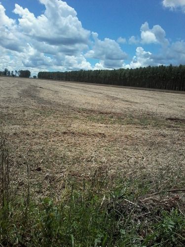 Chácara 24 Hectares.com Casa E Pomar.