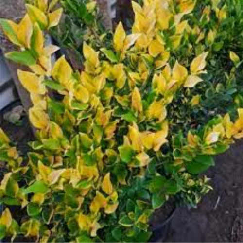 Imagen 1 de 9 de Oleo Texano Verde O Amarillo -excelente - Envios