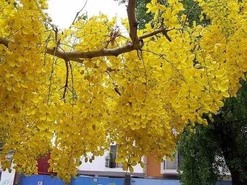Árbol De Lluvia De Oro 2 M De Altura En Floración