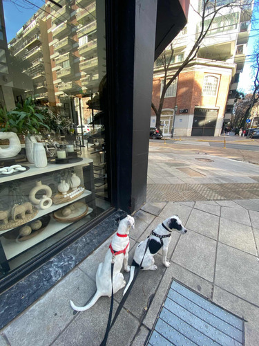 Paseo Grupal, Individual Y Guardería De Perros
