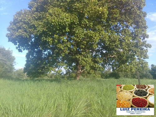 Imagem 1 de 12 de Fazenda À Venda Em Itacajá - T0 - De 230 Alqueirões (dupla Aptidão) - 1620