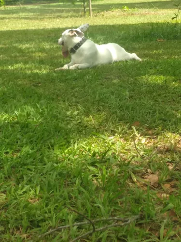 Doação De Cachorro