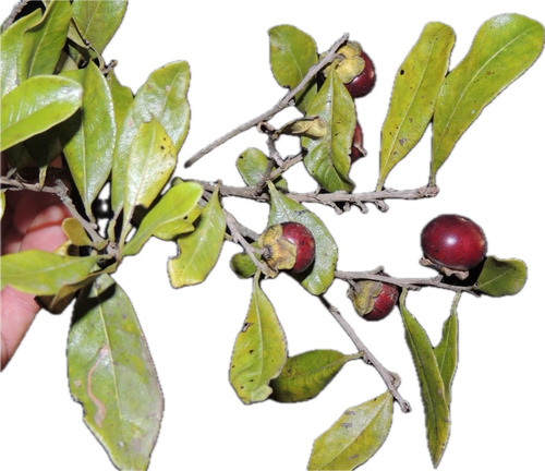 Maria Preta Ou Fruto Do Jacu Macho Kit 06 Mudas 10 A 25 Cm