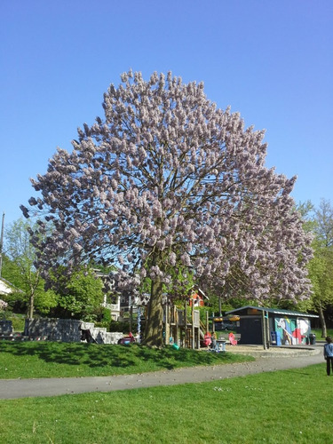 1000 Semillas Kiri Paulownia Tomentosa Frescas De Este Año!