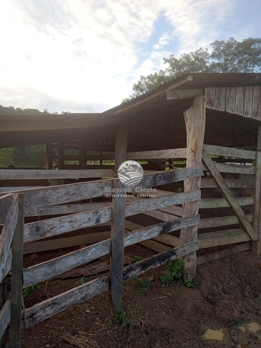 Imagem 8 de 9 de Venda Sítio Machadinho D'oeste Em Rondônia - Sia348