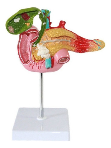 Modelo De Páncreas Duodenal De La Vesícula Biliar Órgano Hum