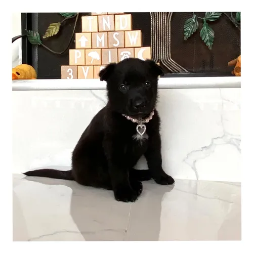 comprar Cachorra Pastor Belga Malinois Negra