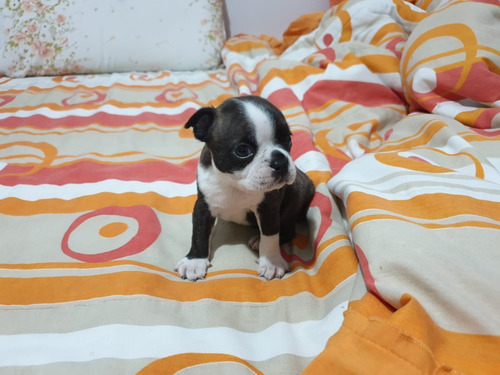 Boston Terrier