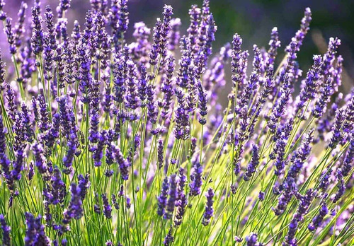 Abono Para La Floración De Lavanda