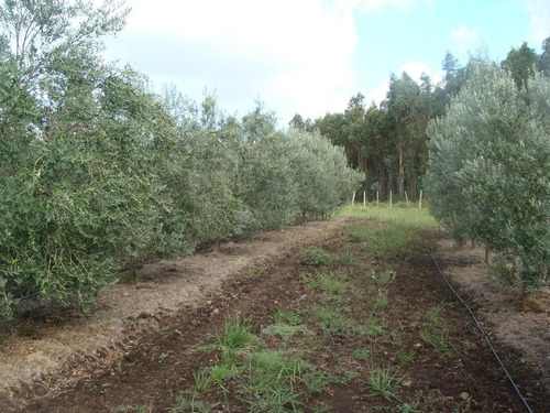 Hermoso Campo De Olivos 43 Hectáreas En Lavalleja