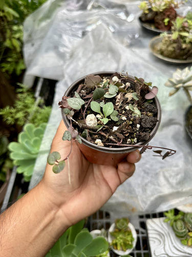 Ceropegia Woodii Pink Dos Corazones En Un Hilo