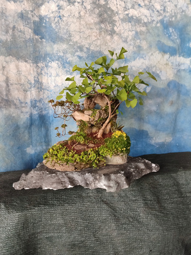 Bonsai Penjing Ginkgo Biloba