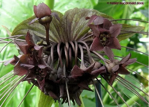 Sementes Orquidea Negra Tacca Chantrieri Flor Morcego Mudas