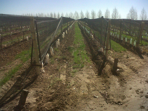 Imagen 6 de 8 de El Cepillo, 51 Has Uvas Finas