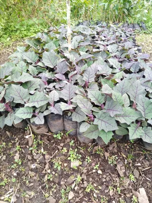 Finca en venta