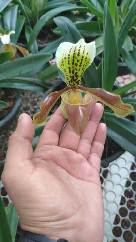 Imagen 7 de 7 de Orquidea Paphiopedilum Yerba Buena