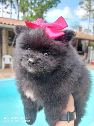 Filhote De Lulu Mini Com Atestado Veterinário