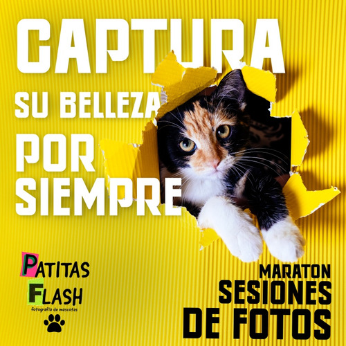 Sesión De Fotografía Para Mascotas