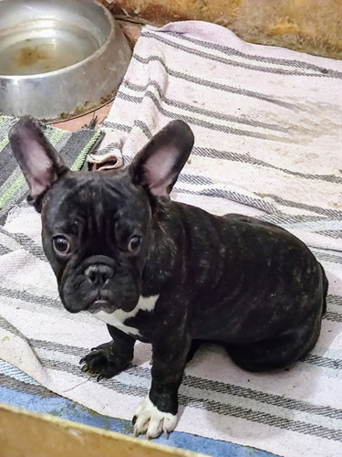 Cachorro Bulldog Francés Macho Negro