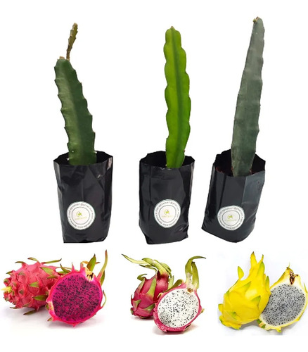 3 Cactus Trepadores De Fruta Dragón (roja, Blanca Y Yellow