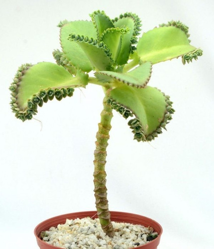 Imagen 1 de 4 de Planta De Kalanchoe Laetivirens Exótica Medicinal Anticancer