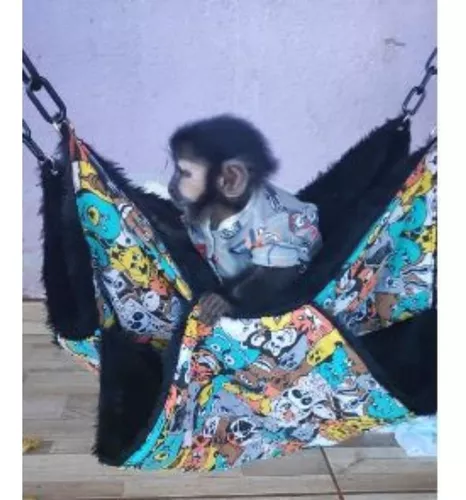 A moda (irresponsável) de ter um macaco-prego como animal de