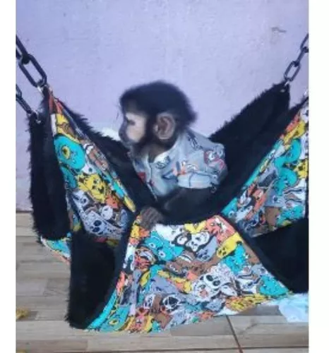 Campanha De Macacos Fofos Para Amar Seu Animal De Estimação