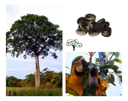 30 Sementes Jatobá - P/ Mudas Árvore Nativa Reflorestamento