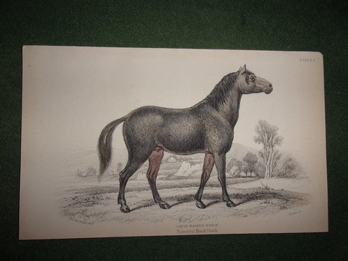 Caballo Crisp Haired Horse Grabado De 1833
