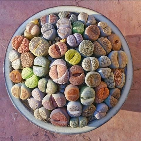 Lithops Pedra Viva Flor Sementes P/ Mudas Cacto Frete Barato