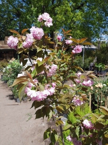 Imagen 3 de 5 de Prunus Sakura Cerezo Japonés, Cerezo De Flor Arbustivo 30lts