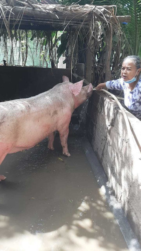 Imagen 3 de 5 de Cerdos De Granja Raza Reproductora.