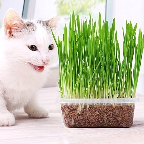 Semilla Catnip Cat Grass Juguete Gato Hierba Gatera Pasto