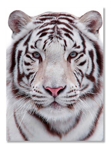 Cuadro Decorativo Tigre De Bengala Blanco En Lienzo