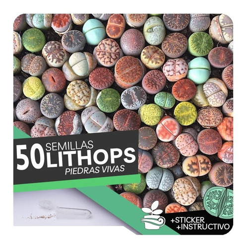 50 Semillas De Lithops  Planta Piedra 