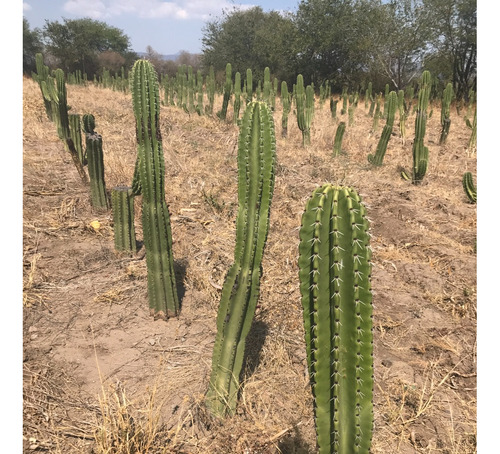 2 Esquejes Cactus Pitayo De Mayo, 8 Pencas Madre Tunero