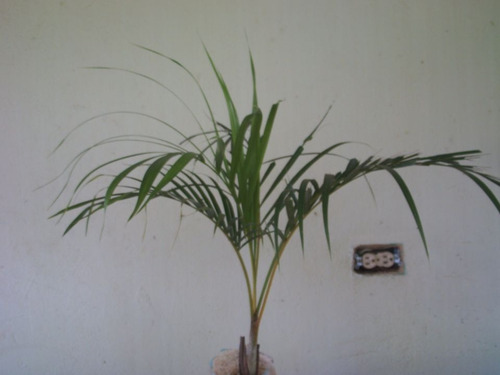 Palma Areca