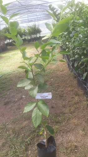 Imagen 2 de 9 de Arbol De Lima Tahiti Grande Adulto 5 Años -