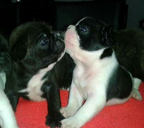 Bulldog Frances Fca -