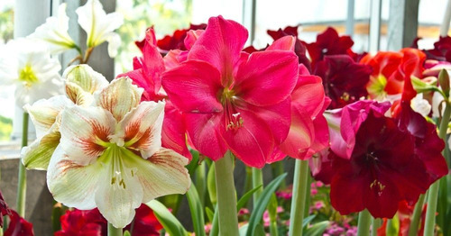 Imagen 3 de 4 de Bulbos De Amaryllis