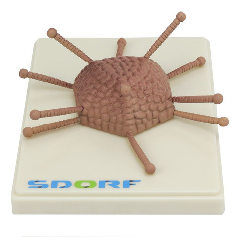 Modelo De Adenovirose