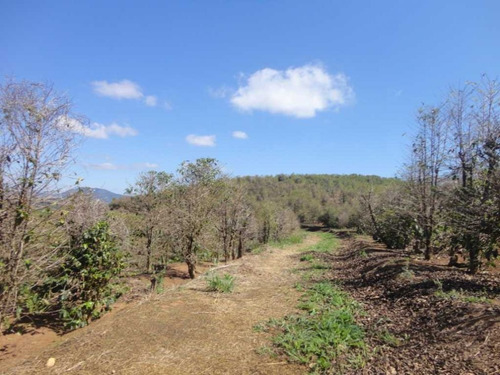 Imagem 18 de 30 de Fazenda De Café Em Monte Sião-mg - 7676