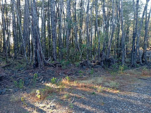 Venta Parcela Bosque Pucón Los Nevados