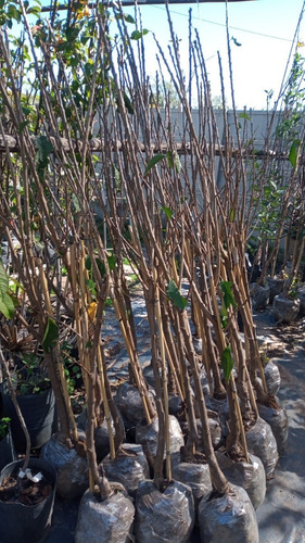 Imagen 2 de 10 de Arbol De Cerezas / Injertado/.e.gratis Caba-gba