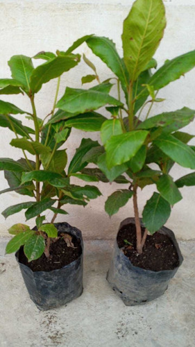 Almendro Indio O Terminalia Catappa Árbol De 60 Cm