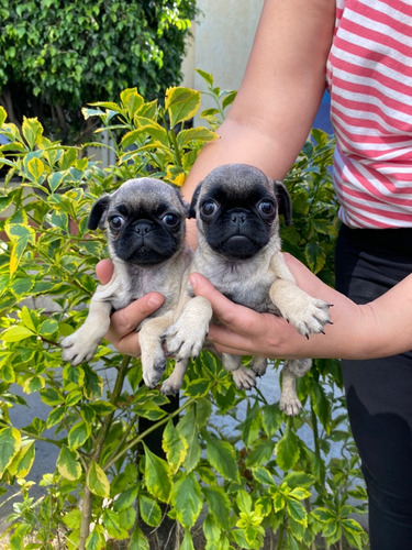 Hermosos Cachorros Pug