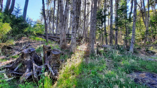 Imagen 10 de 22 de Venta Lote 1700 M2 En Bosque Villa La Angostura